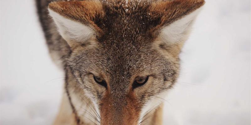 从田间到餐桌:云计算如何重塑智慧农业的精准种植与高效供应链